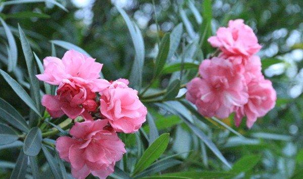 夹竹桃的花语和传说