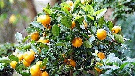金桔的花语 金桔的花语