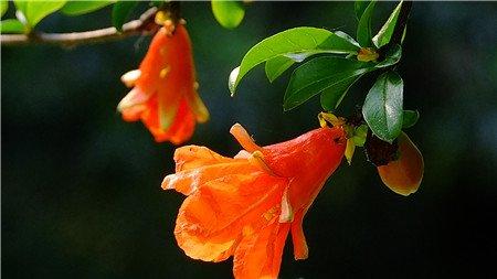 石榴花什么时候开 石榴花什么时候开