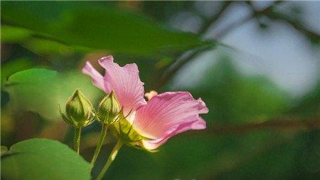 木芙蓉作用图