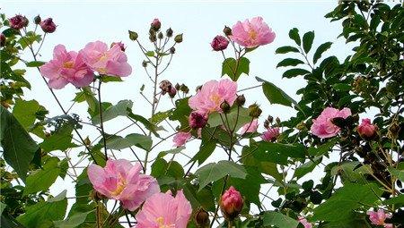 木芙蓉观赏作用图