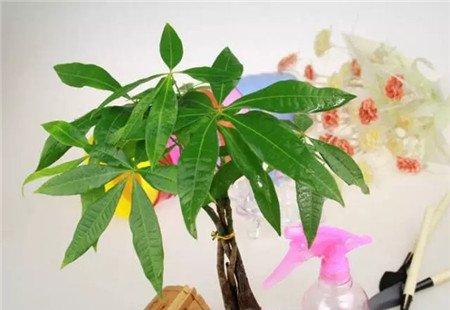 办公室养花禁忌 办公室养花禁忌