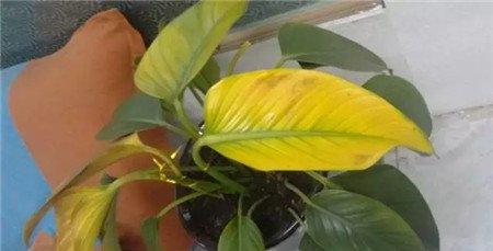 不要摆放枯萎的植物 不要摆放枯萎的植物