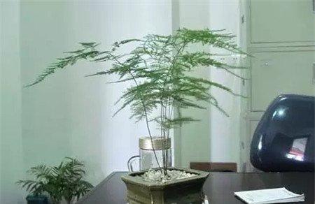 办公室养花禁忌 办公室养花禁忌