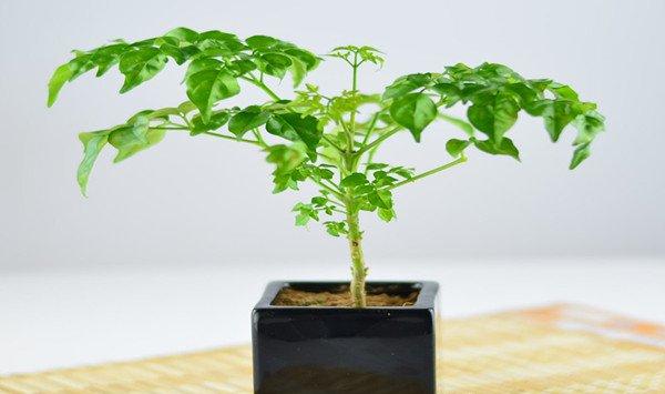 幸福树的功效与作用