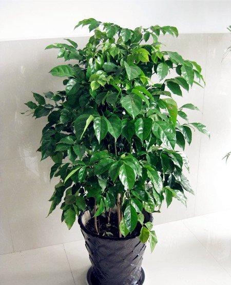 幸福树的应用价值