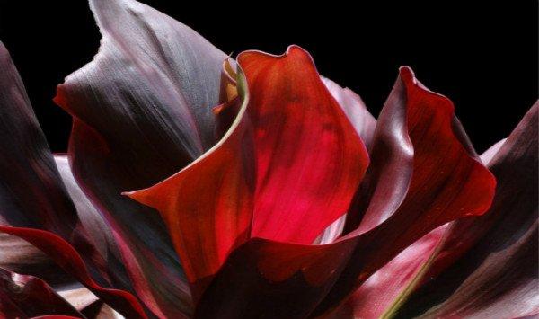 朱蕉的功效和作用