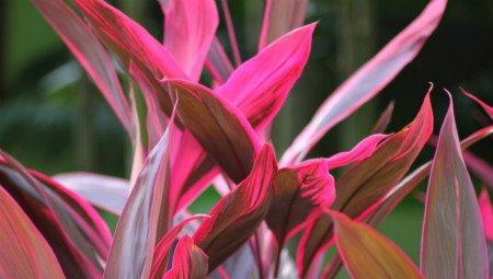 朱蕉的药用功效