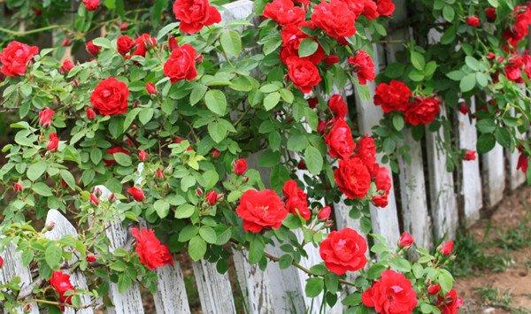 蔷薇花怎么吃