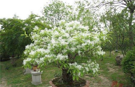琼花的花语 琼花的花语
