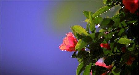 石榴花药用价值图