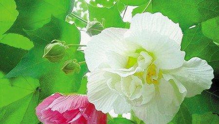 木芙蓉花语图
