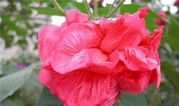 木芙蓉花的花语和传说