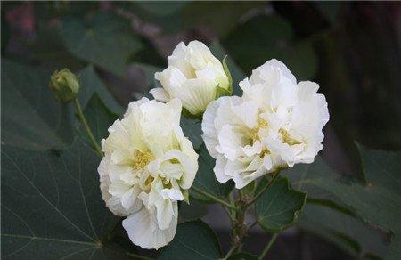 木芙蓉传说图