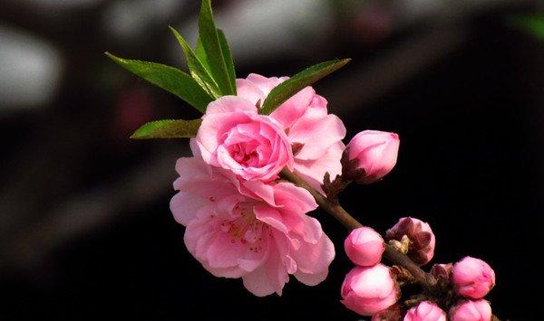 碧桃的花语和传说