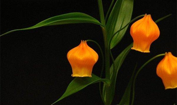 宫灯百合的花语