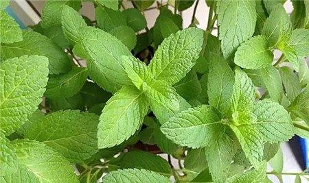 薄荷 薄荷