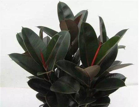 橡皮树 橡皮树