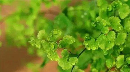 铁线蕨 铁线蕨