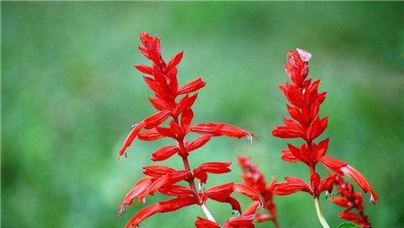 一串红可以制成切花 一串红可以制成切花