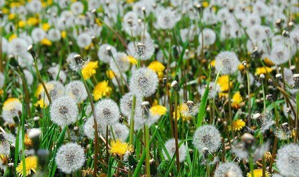 蒲公英的花语和传说