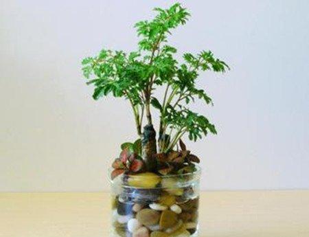 福禄桐 福禄桐