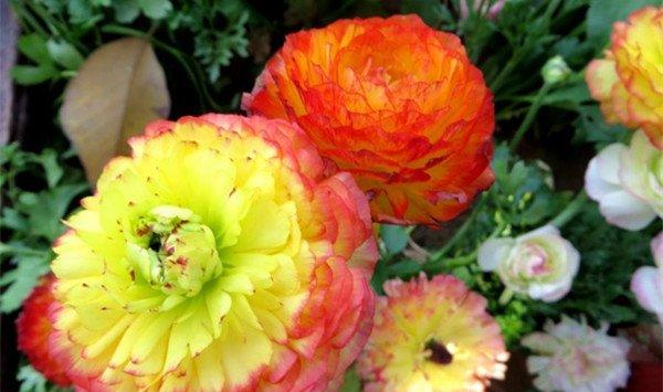 花毛莨有毒吗，可不可以室内养