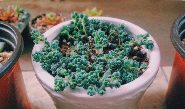 姬星美人的作用