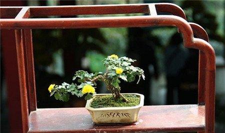 菊花的寓意 菊花的寓意