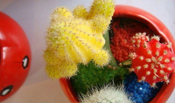 仙人球的风水学作用