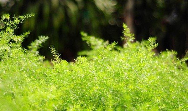 天门冬可以摆放在哪里