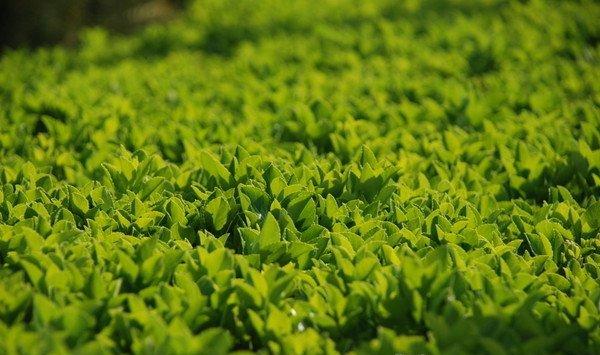 冬青的花语是什么