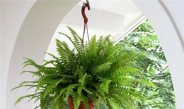 波斯顿蕨的功效和作用