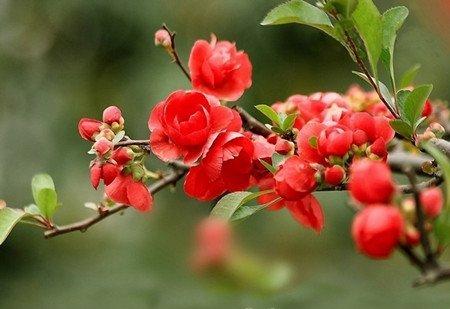 中国的古今名人与海棠花