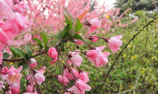 中国的古今名人与海棠花