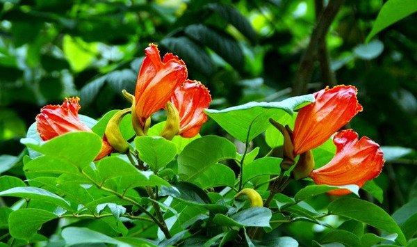 火焰树的园林用途有哪些