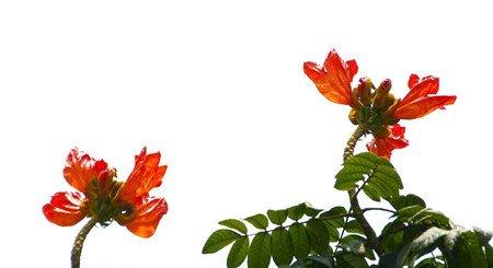 火焰树草坪和道路绿化布置