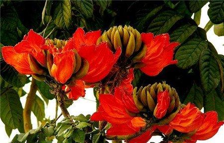 火焰树适合做园林景观