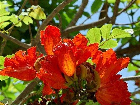 火焰树可以做盆景和插花材料