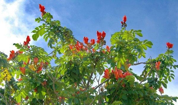 火焰树的花语和传说