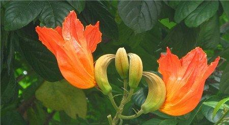 火焰树的观赏价值