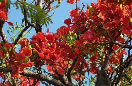 火焰树的药用价值