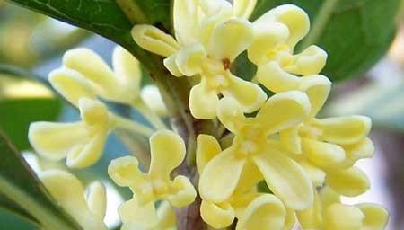 桂花可以结果实 桂花可以结果实