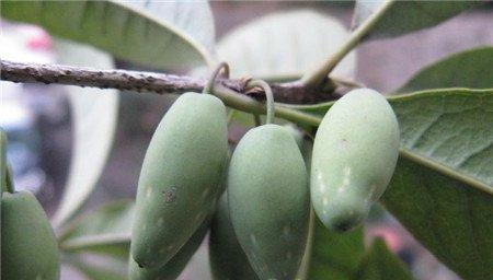 桂花的果实可不可以吃 桂花的果实可不可以吃