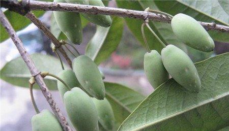 桂花的果实可不可以吃 桂花的果实可不可以吃