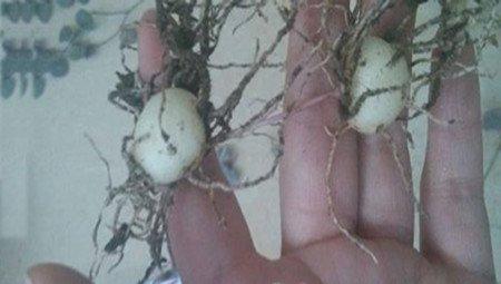 爱之蔓嫩土豆根