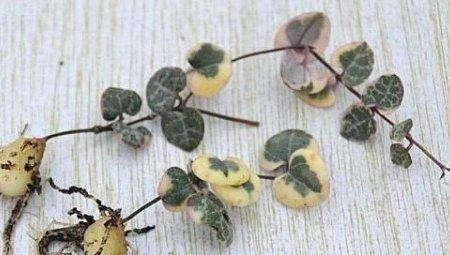 爱之蔓播种繁殖法