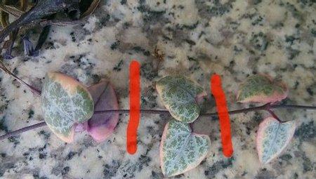 茎节处针刺点