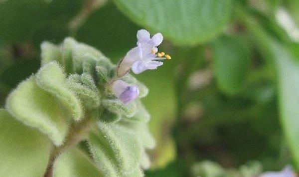 怎样才能让碰碰香开花?