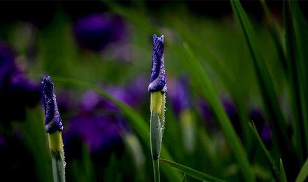花菖蒲怎么修剪